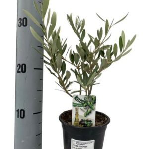 Olea Europaea - Ø12cm - ↕30cm