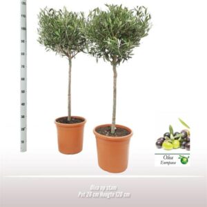 Olea Op Stam - Ø26cm - ↕120cm