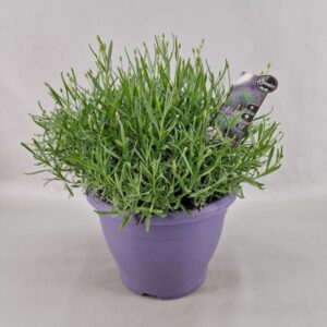 Lavandula Ang. Hidcote 26 Cm - Ø26cm - ↕45cm