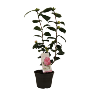 Camellia Japonica 'Bonomiana' 15 Cm - 1 stuk - Ø15cm - ↕50cm