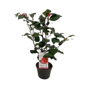 Camellia Japonica 'Dr. King' 15 Cm - 1 stuk - Ø15cm - ↕50cm