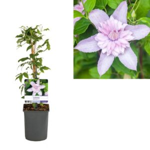 Clematis Multi Pink® PBR +light Label - Ø11cm - ↕40cm