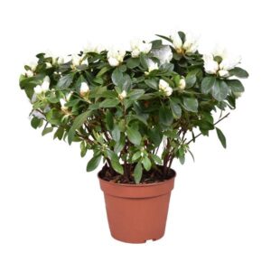 Azalea Gitty Wit 13 Cm - Ø13cm - ↕30cm