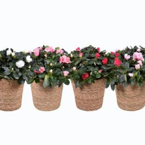 Azalea Gemengd 14cm In Mand 17cm - Ø14cm - ↕35cm