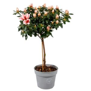 Azalea Op Stam 'Mevr. Gerard Kint' 13cm - Ø13cm - ↕40cm