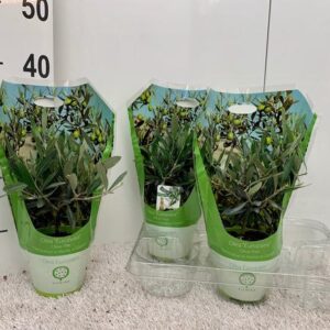 Olea Europaea Mini-stem Carry-bag Sleeve - Ø12cm - ↕30cm