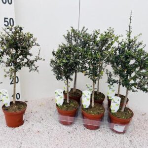 Olea Europaea ''branched'' On Stem - Ø12cm - ↕45cm