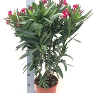 Nerium Oleander "struik" - ROOD - Ø20cm - ↕80cm