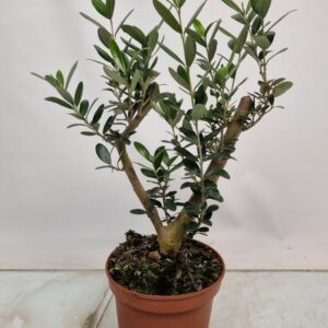 Olea Europaea Thick Trunk - Ø15cm - ↕40cm