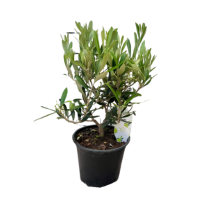 Olea Europaea Medi-stem - 1 stuk - Ø15,5cm - ↕40cm