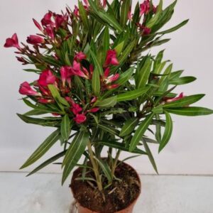Nerium Oleander Bush - 2054 - Ø18cm - ↕55cm
