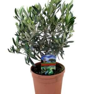 Olea Europaea - Ø17cm - ↕50cm
