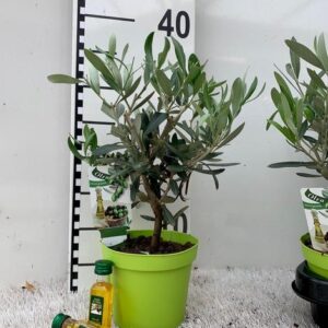 Olea Europaea Mini-stem Oliv-bottle - Ø12cm - ↕25cm