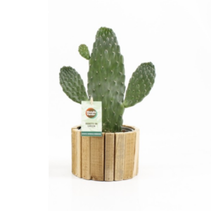 Opuntia Rubescens Consolea In Wood - 1 stuk - Ø15cm - ↕35cm