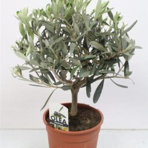 Olea Europaea Bush - 1241 - Ø15cm - ↕40cm