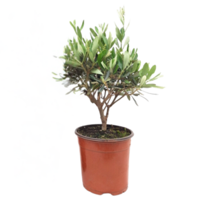 Olea Struik - 1 stuk - Ø15cm - ↕35cm