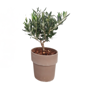 Olea Struik 16cm NL RMTC013 - 1 stuk - Ø16cm - ↕35cm