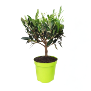Olea Struik In Lime Pot - 1 stuk - Ø12cm - ↕30cm