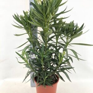 Nerium Oleander "struik" - WIT - Ø20cm - ↕80cm