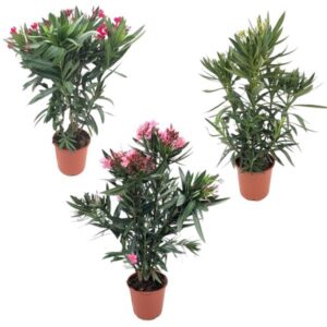 Nerium Oleander Mix - Struik - 1 stuk - Ø20cm - ↕80cm