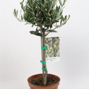 Olea Europaea Stem - Ø15cm - ↕55cm