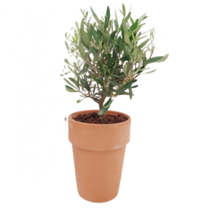 Olea Struik 16cm TC RMTC001 - 1 stuk - Ø16cm - ↕35cm