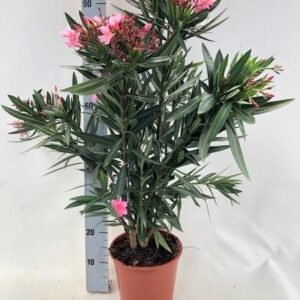 Nerium Oleander "struik" - ROZE - Ø20cm - ↕80cm