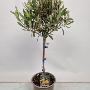 Olea Europea Stem - 1107 - Ø15cm - ↕60cm