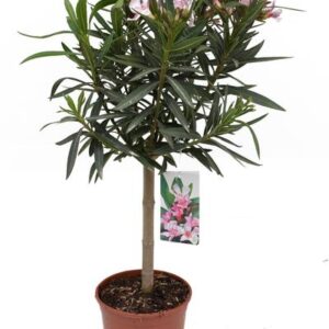 Nerium Oleander P18 Stam - Ø18cm - ↕70cm