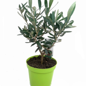 Olea Europaea Mini-Stem - 1 stuk - Ø12cm - ↕25cm