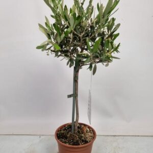Olea Europaea Stem - Ø15cm - ↕55cm