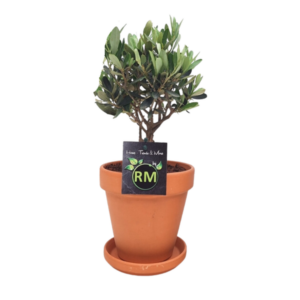 Olea Struik TC Pot + Schotel - 1 stuk - Ø12cm - ↕35cm