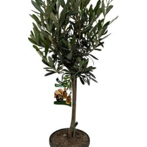 Olea Europea P15 Stam - Ø15cm - ↕55cm