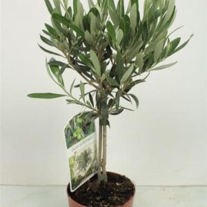 Olea Europaea Stem - Ø12cm - ↕40cm