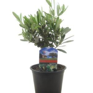 Olea Europaea - Ø14cm - ↕30cm