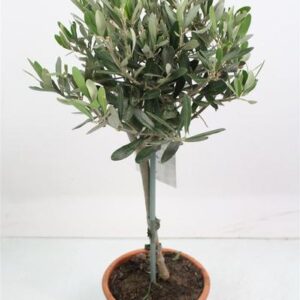 Olea Europaea Stem - 1241 - Ø17cm - ↕65cm