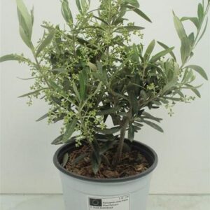 Olea Europaea Bush - Ø17cm - ↕40cm