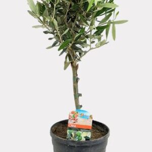 Olea Europaea - Ø17cm - ↕60cm