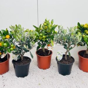 Algarve Mix Citrus & Olea Medi-stem - 6 stuks - Ø14cm - ↕35cm