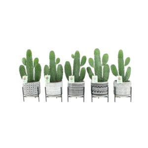 Opuntia Rubescens Consolea In Standing Rustique - 5 stuks - Ø14cm - ↕40cm