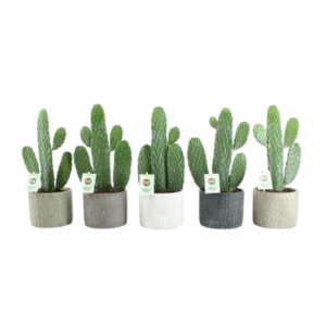 Opuntia Rubescens Consolea In Classic Stone Keramiek - 5 stuks - Ø14cm - ↕35cm