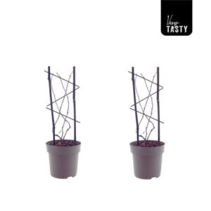 Actinidia Issai (15001) - 2 stuks - Ø15cm - ↕40cm