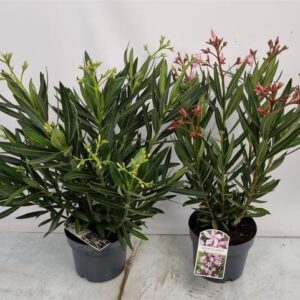 Nerium Oleander Mix Bush - 2 stuks - Ø19cm - ↕60cm