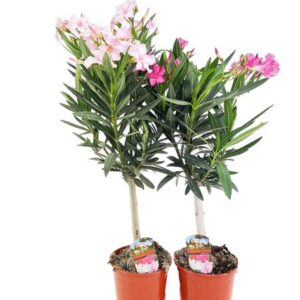 Nerium Oleander op Stam - 2 stuks - Ø17cm - ↕80cm