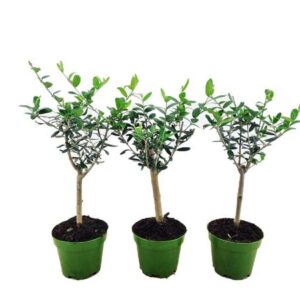 Olea Europaea (Olijf) op Stam - 3 stuks - Ø12cm - ↕40cm
