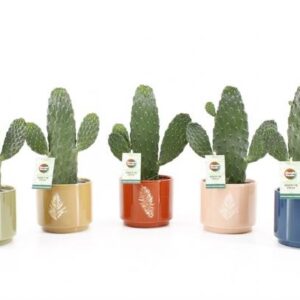 Opuntia Rubescens Consolea in Artistique Keramiek - 5 stuks - Ø14cm - ↕35cm