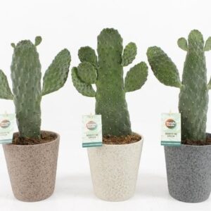 Opuntia Rubescens Consolea in Nature Keramiek - 3 stuks - Ø13cm - ↕35cm