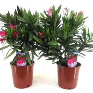 Nerium Oleander Bush Mix - 2 stuks - Ø17cm - ↕50cm