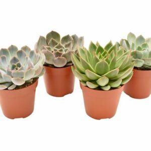 Echeveria Mix (Basic) - 4 stuks - Ø12cm - ↕15cm