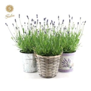 Lavandula Ang. Felice in Added Value Mix - 3 stuks - Ø15cm - ↕35cm